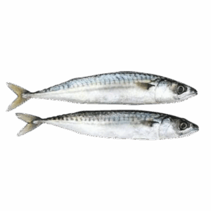 Mackerel Fish