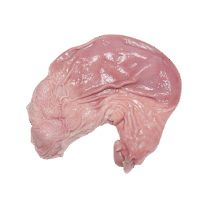 Pork Stomach